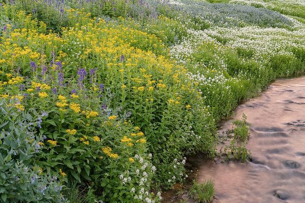 Jaynes Gallery 아티스트의 USA-Colorado Mountain wildflowers and stream작품입니다.